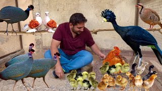 Ground Birds Farming Vulturine Guineafowl Pheasant Dakhni Teetar Hatching Eggs Hsn Entertainment [upl. by Aicenav713]