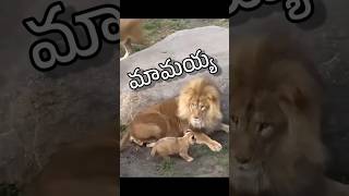 maamayyaa 😄 shorts ytshorts ytfunny animalfundub comedyfunny [upl. by Ruffo]