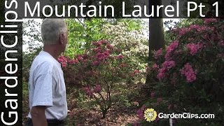 Mountain Laurel  Kalmia latifolia  with Dick Jaynes  Part 1 of 3 [upl. by Nitsirt]