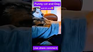 Cat and dog attrocits 😅foryou fun shorts comedy animals cat dog shortsfeed tamilshortfeed [upl. by Iralam]