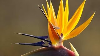 Strelitzia [upl. by Iror]