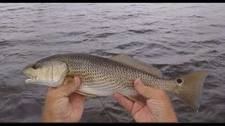 Fishing Cape Coral Mangroves amp Grass Flats July 2024 [upl. by Pickard]