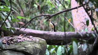 Yellowheaded Picathartes BirdingBreaks Ghana tour 2014 [upl. by Naomi]