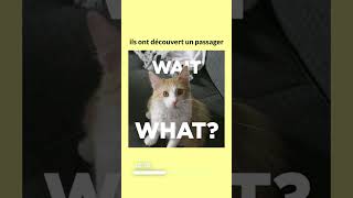 Un chat retrouvé dans une valise à laéroport JFK 🙀🛄 chat caats anecdote jfkairport [upl. by Ystap]