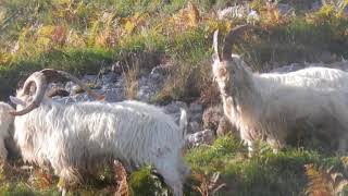 The Kashmir Goats of The Great Orme Llandudno [upl. by Garold]