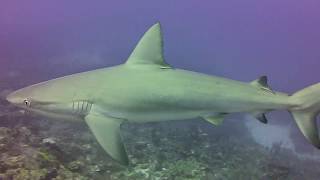 Grey Reef Sharks on Brimstone Shallows reef St Kitts [upl. by Arlina269]