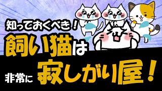 猫が寂しい気持ちの5つのサイン、寂しさや不安をどのように解消すればよいか？ [upl. by Arracahs]