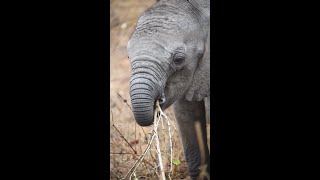 BabyElephant [upl. by Jesh]