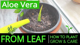 How to Plant amp Grow Aloe Vera at Home from Leaf Planting amp Caring Aloe Vera in a Pot [upl. by Pinsky]