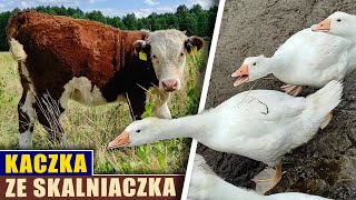 Kaczka ze skalniaczka 🦆 [upl. by Madora749]