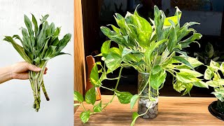 A new idea for a tabletop potted plant that filters the air and maintains humidity [upl. by Lledyr]