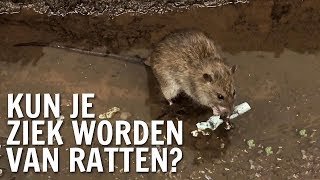 Kun je ziek worden van ratten  De Buitendienst over Ratten [upl. by Herahab951]