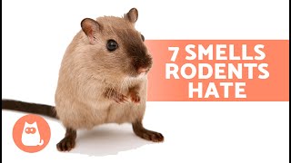 7 SMELLS That MICE and RATS HATE 🐀❌ They Cant Stand Them [upl. by Errol]