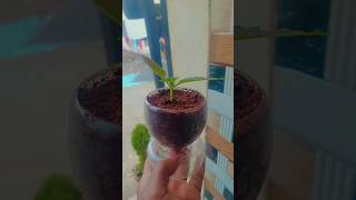 Coleus plant care tips coleusplant coliusplant coleus plants [upl. by Ailel]