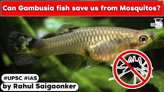 Gambusia fish introduced to control mosquitoes in UP Is it a sustainable solution  UPSC UPPSC [upl. by Ihteerp608]