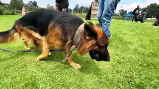 TYPES OF GERMAN SHEPHERDS dog germansheparddog dogbreed germanshepherddiary [upl. by Ayoras351]