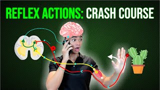 Nervous System Crash Course Reflex Actions [upl. by Yentruoc]