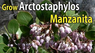 How to Grow Arctostaphylos Manzanita  Manzanita Plant Care [upl. by Oza]