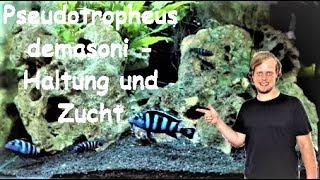 Pseudotropheus demasoni  Haltung und Zucht eines kleinen Farbwunders [upl. by Lauro]