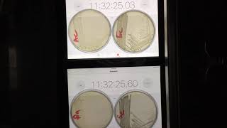 Time lapse of bacteria growing on agar with time stamp [upl. by Ynehteb43]