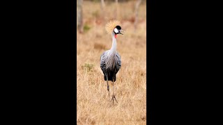 Grey Crowned Crane Calling shorts [upl. by Breeze]