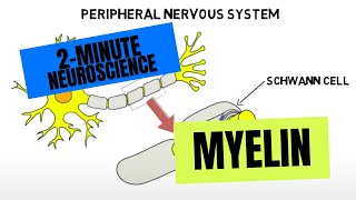 2Minute Neuroscience Myelin [upl. by Melesa]