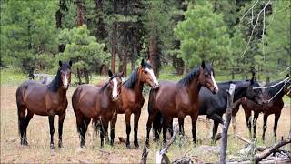 Caballos en el Campo [upl. by Smallman263]