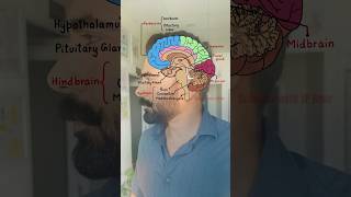 Anatomy of brain 🧠  Diagram of human brain  Biology Diagrams [upl. by Sasnak]