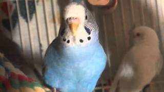 Female BudgieParakeet Chirping Cotton [upl. by Eam492]