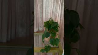 Heart Leaf Philodendron Propagation [upl. by Howlyn351]