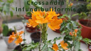 Crossandra infundibuliformis  firecracker flower plant  flowering plant  Plant Care [upl. by Odnesor119]