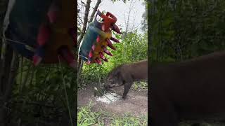 Amazing Most Building Beautiful House Wild Pig Trap Using Gas Cylinder wildanimal animals short [upl. by Powell746]