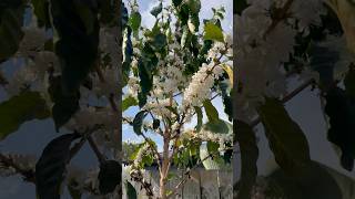 Coffee Plant Blossom Arabica API 673 7OCT24 coffeefarming coffeeblossom coffeelovers coffee [upl. by Leahpar]