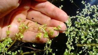 A Baby Waterboatman aka Backswimmer [upl. by Serene]