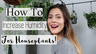 Best Tips to Increase Humidity in your Home How to Raise Humidity for Houseplants [upl. by Ained257]