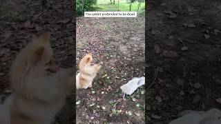 Dog and rabbits🐕🥰🐇rabbits dog fyp doglover dogsoftiktok [upl. by Enetsirhc842]