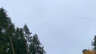 Zugvögel  Kranichzug  Ruf der Kraniche  Cranes singing  Vogelzug der grauen eurasischen Kraniche [upl. by Liemaj203]