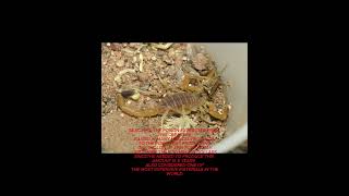 Deathstalker Scorpion [upl. by Nihcas]