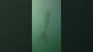 Shark CATCHES mermaid on camera 😱 [upl. by Anav]