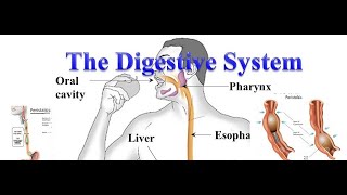 swallowing amp peristalsis The Human Digestive System [upl. by Faustine]