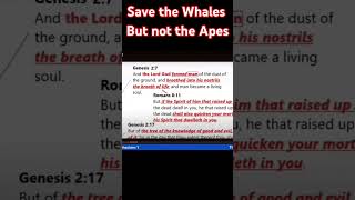 Save the Whales But Not the Apes atheism god jesus bible evolution darwinism [upl. by Anirdua]