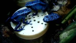 Dendrobates azureus [upl. by Adila]