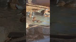 Cute Cinnamon Teal Ducks Splashing Water in Pond cuteanimals ducks [upl. by Akirdnwahs771]