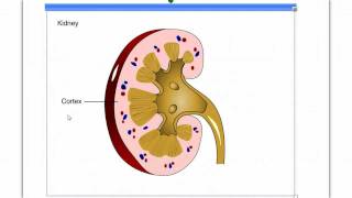 The Nephron [upl. by Sidonie421]