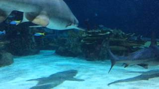 Budapest  Tropicarium Shark cápa [upl. by Okiam]