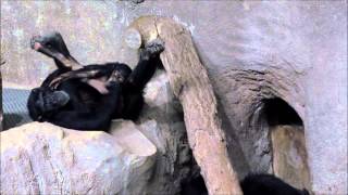 Chimpanzees are playing  Pia and Bangolo [upl. by Sillek71]