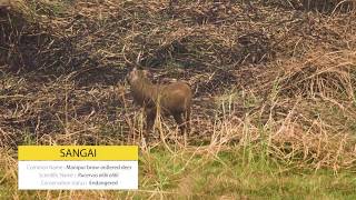 🦌 Sangai Deer  Keibul Lamjao National Park Worlds only Floating National Park Manipur India [upl. by Elleval126]