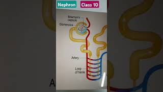 Nephron Class 10 [upl. by Ynahpets]