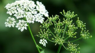 Trachyspermum ammi ଜୁଆଣୀ Ajwain [upl. by Wiltshire]