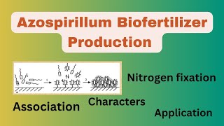 AzospirillumAzospirillum biofertilizerAzospirillum biofertilizer productionAzospirillum Isolation [upl. by Inava]